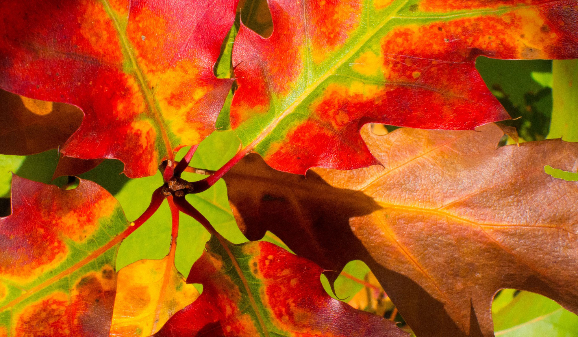 Gorgeous red, yellow, and green autumn leaves from enneafive of Flickr